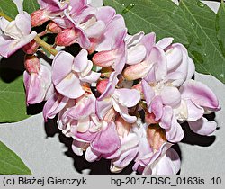 Robinia ×ambigua (robinia pośrednia)