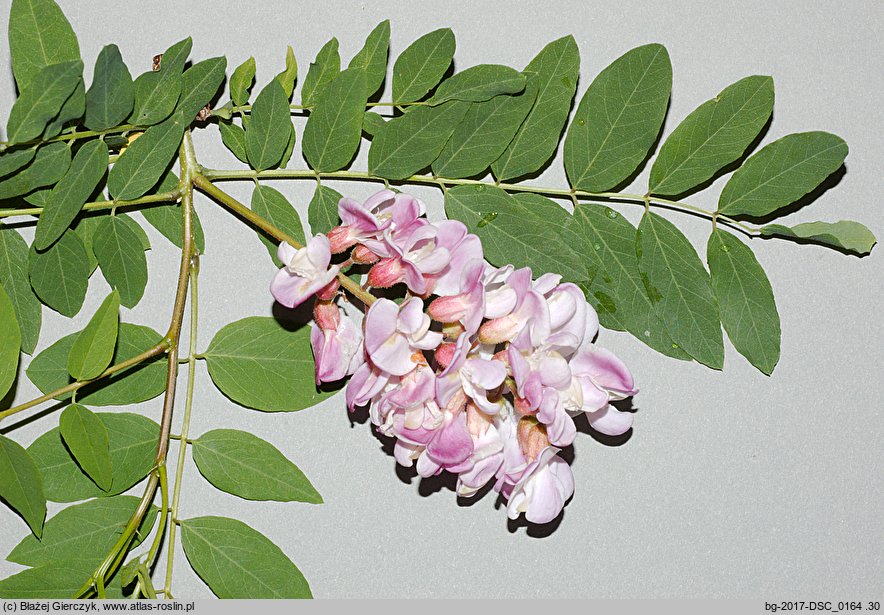 Robinia ×ambigua (robinia pośrednia)