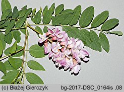 Robinia ×ambigua (robinia pośrednia)
