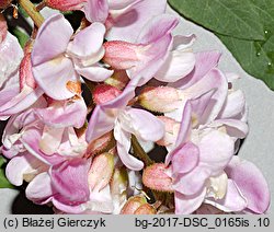 Robinia ×ambigua (robinia pośrednia)