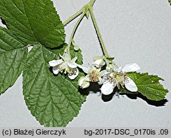 Rubus spribillei (jeżyna Spribillego)