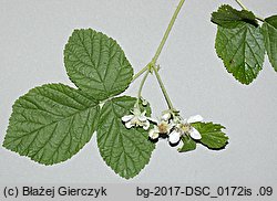 Rubus spribillei (jeżyna Spribillego)