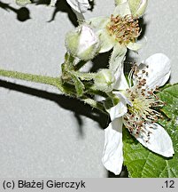 Rubus spribillei (jeżyna Spribillego)