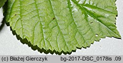 Rubus spribillei (jeżyna Spribillego)