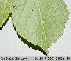 Rubus spribillei (jeżyna Spribillego)