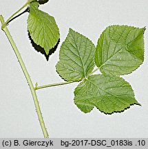 Rubus spribillei (jeżyna Spribillego)