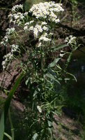 Achillea salicifolia