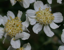 Achillea salicifolia