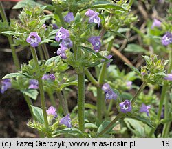 Clinopodium acinos (czyścica drobnokwiatowa)