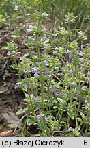 Clinopodium acinos (czyścica drobnokwiatowa)