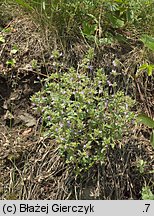 Clinopodium acinos (czyścica drobnokwiatowa)