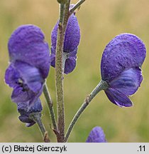 Aconitum ×berdaui nssp. walasii (tojad Berdaua Walasa)