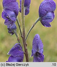 Aconitum ×berdaui nssp. walasii (tojad Berdaua Walasa)