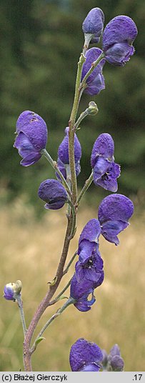 Aconitum ×berdaui nssp. walasii (tojad Berdaua Walasa)