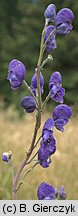 Aconitum ×berdaui nssp. walasii (tojad Berdaua Walasa)