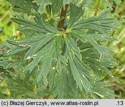 Aconitum ×berdaui nssp. walasii (tojad Berdaua Walasa)