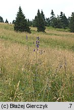 Aconitum ×berdaui nssp. walasii (tojad Berdaua Walasa)