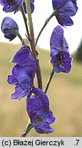 Aconitum ×berdaui nssp. walasii (tojad Berdaua Walasa)