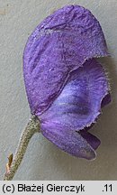 Aconitum ×berdaui nssp. walasii (tojad Berdaua Walasa)