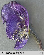Aconitum ×berdaui nssp. walasii (tojad Berdaua Walasa)