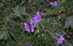 Aconitum degenii ssp. degenii