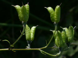 Aconitum degenii ssp. degenii