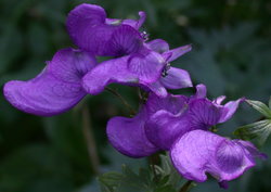 Aconitum degenii ssp. degenii