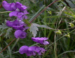 Aconitum degenii ssp. degenii