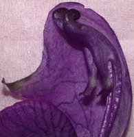 Aconitum degenii ssp. degenii