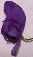 Aconitum degenii ssp. degenii
