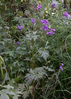 Aconitum degenii ssp. degenii