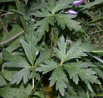 Aconitum degenii ssp. degenii