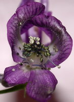 Aconitum degenii ssp. degenii var. intermedium (tojad kosmatoowockowy)