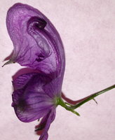 Aconitum degenii ssp. degenii var. intermedium (tojad kosmatoowockowy)