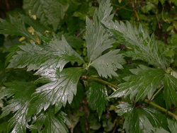 Aconitum degenii ssp. degenii var. intermedium (tojad kosmatoowockowy)