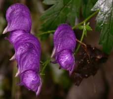 Aconitum degenii ssp. degenii var. intermedium (tojad kosmatoowockowy)