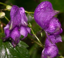 Aconitum degenii ssp. degenii var. intermedium (tojad kosmatoowockowy)