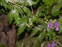 Aconitum degenii ssp. degenii var. intermedium (tojad kosmatoowockowy)