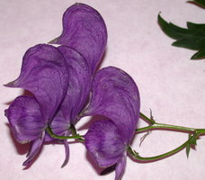 Aconitum degenii ssp. degenii var. intermedium (tojad kosmatoowockowy)