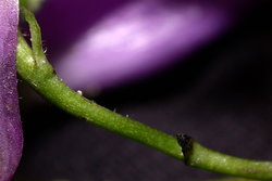 Aconitum degenii ssp. degenii var. intermedium (tojad kosmatoowockowy)