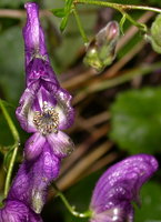 Aconitum degenii ssp. degenii var. intermedium (tojad kosmatoowockowy)