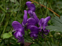 Aconitum lasiocarpum ssp. kotulae