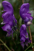 Aconitum lasiocarpum ssp. kotulae