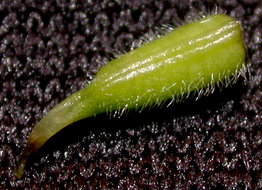Aconitum lasiocarpum ssp. kotulae