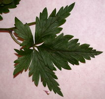 Aconitum lasiocarpum ssp. kotulae