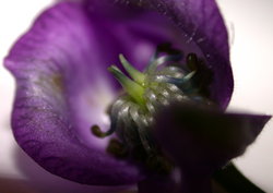 Aconitum lasiocarpum ssp. kotulae