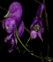 Aconitum lasiocarpum ssp. kotulae