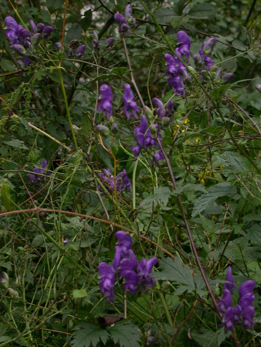 Aconitum lasiocarpum ssp. kotulae