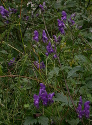 Aconitum lasiocarpum ssp. kotulae