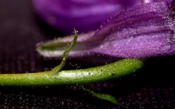 Aconitum lasiocarpum ssp. kotulae